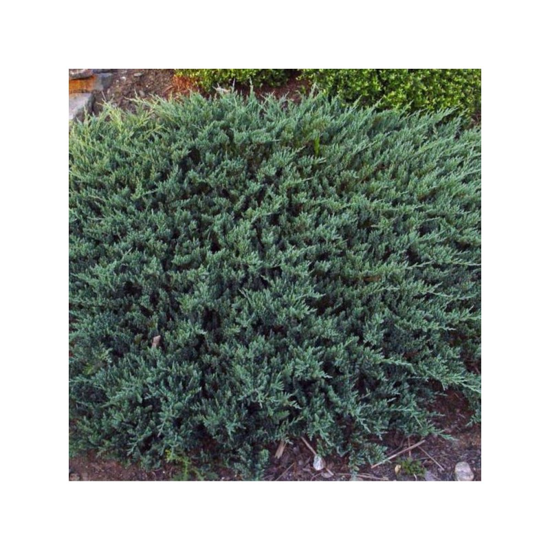 Juniperus horizontalis 'Turquoise Spreader'