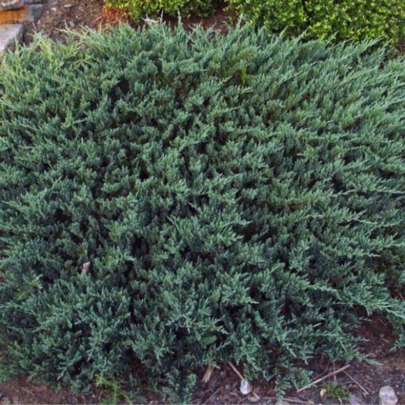 Juniperus horizontalis 'Turquoise Spreader'