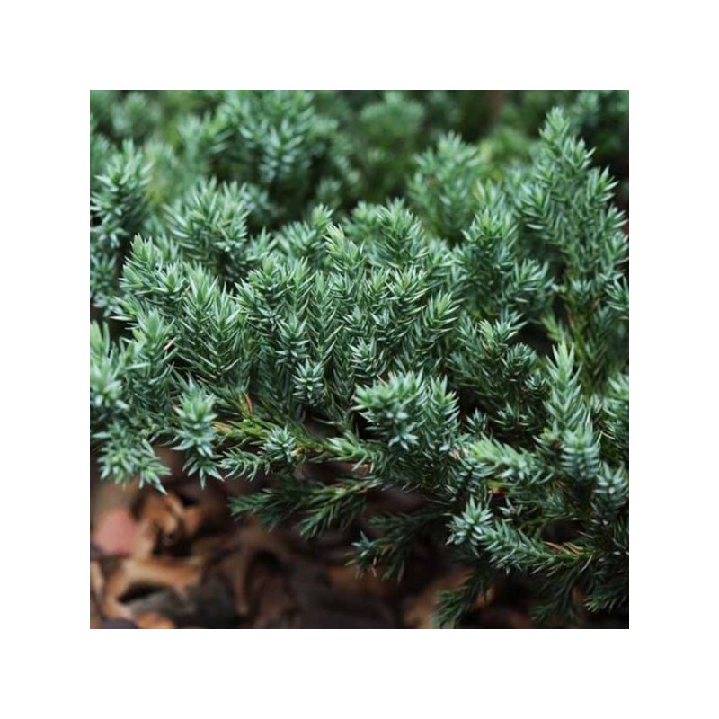 Juniperus horizontalis 'Glacier'