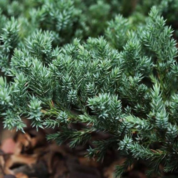 Juniperus horizontalis 'Glacier'