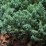 Juniperus horizontalis 'Glacier'