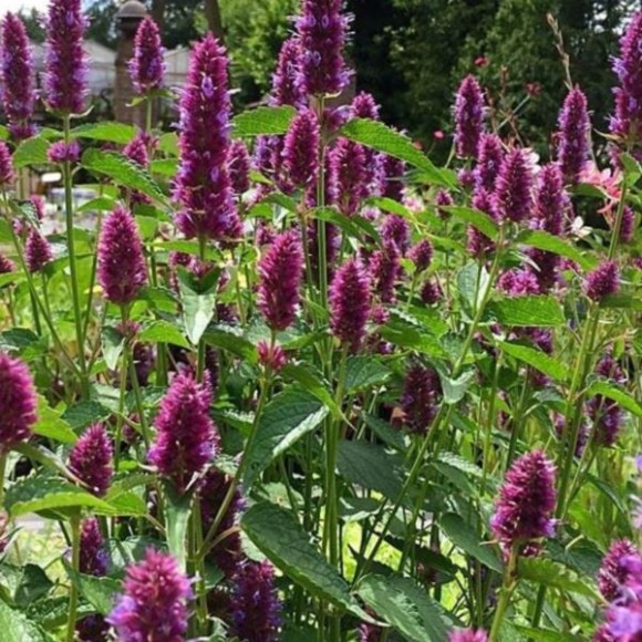 Agastache BEELICIOUS PURPLE 'Agapd' PBR