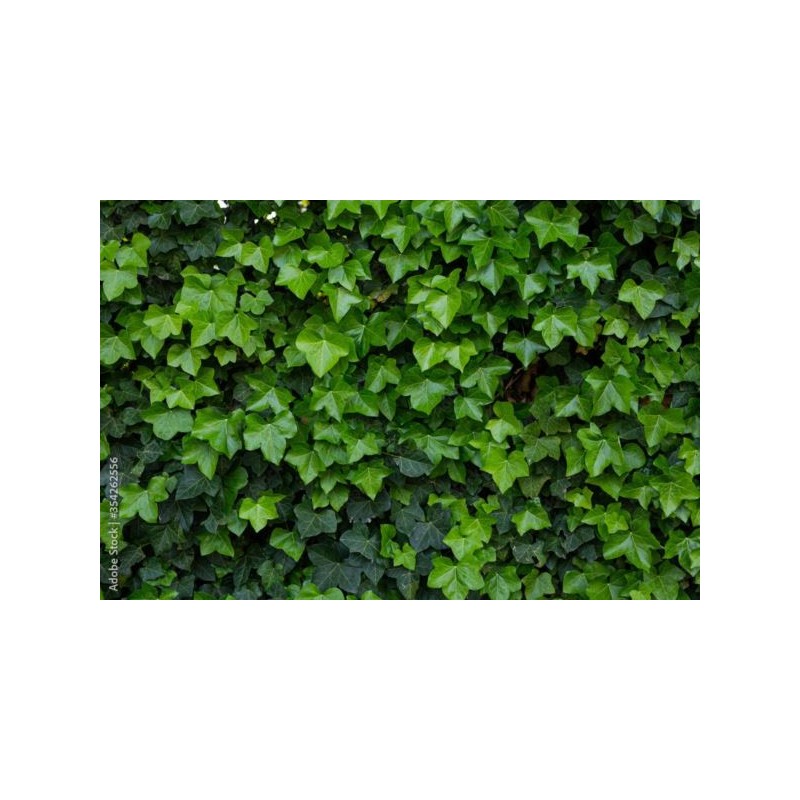 Hedera helix