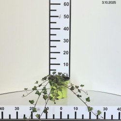 Hedera helix