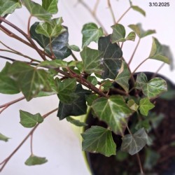 Hedera helix