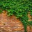 Hedera helix