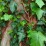 Hedera helix