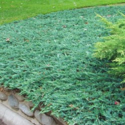 Juniperus horizontalis...