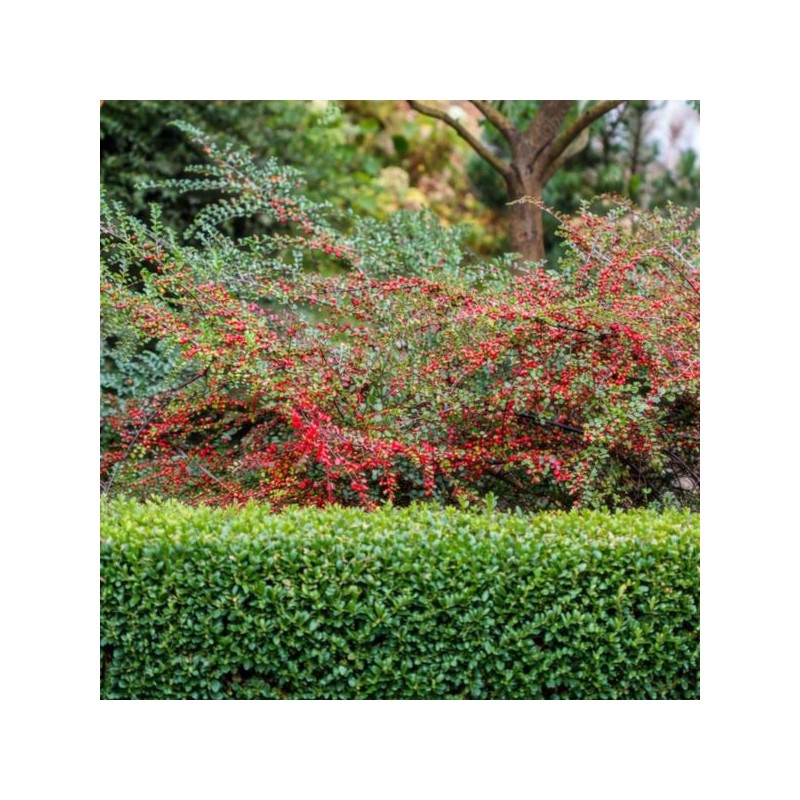 Cotoneaster horizontalis