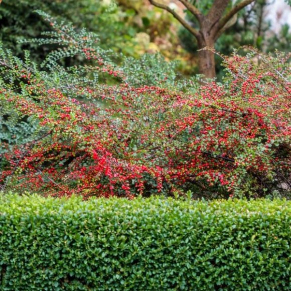 Cotoneaster horizontalis