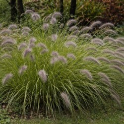 Pennisetum alopecuroides f....