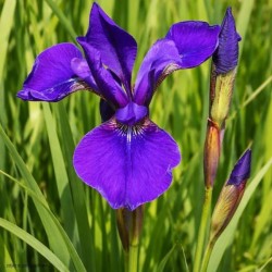Iris sibirica 'Caesar's...