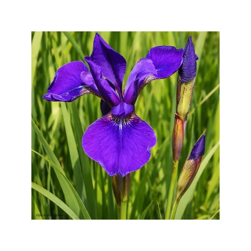 Iris sibirica 'Caesar's Brother'