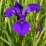 Iris sibirica 'Caesar's Brother'