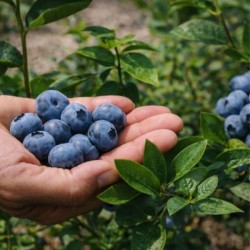 Vaccinium corymbosum...