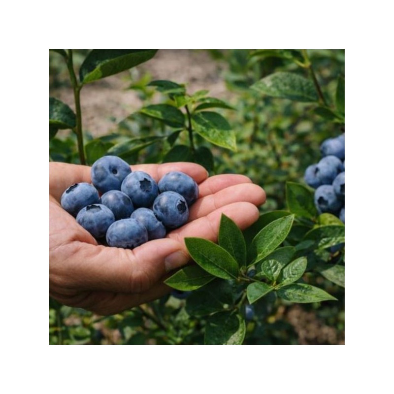 Vaccinium corymbosum 'Chandler'
