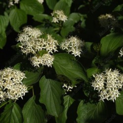 Cornus sanguinea