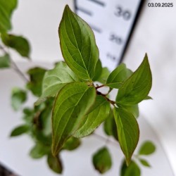 Cornus sanguinea