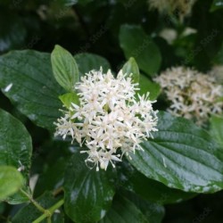 Cornus sanguinea