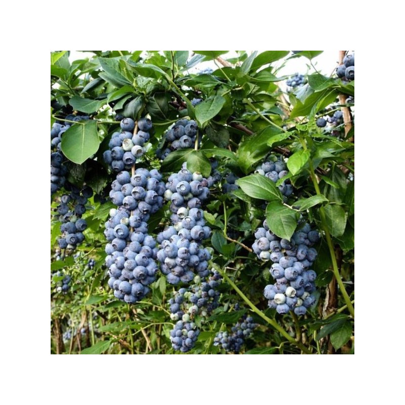Vaccinium corymbosum 'Toro'