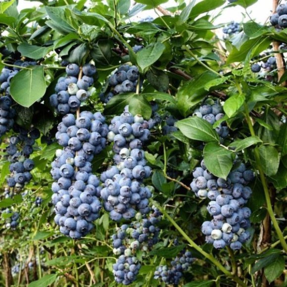 Vaccinium corymbosum 'Toro'