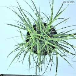 Miscanthus sinensis 'Little Zebra' PBR