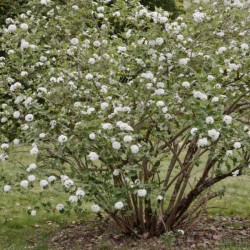 Viburnum ×burkwoodii