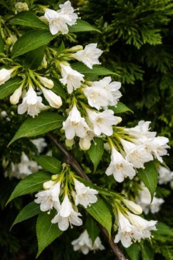 Weigela 'Candida'
