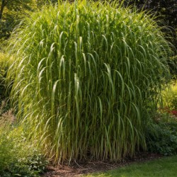 Miscanthus ×giganteus