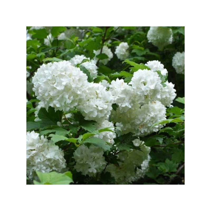 Viburnum opulus 'Roseum'