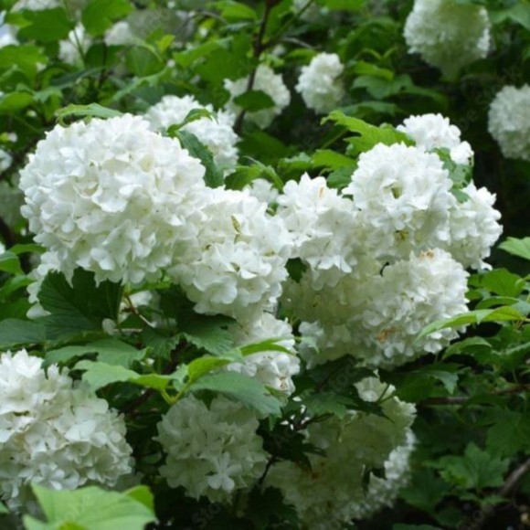 Viburnum opulus 'Roseum'
