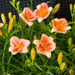 Hemerocallis EVERYDAYLILY...