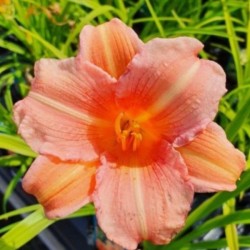 Hemerocallis EVERYDAYLILY...