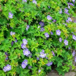 Geranium ROZANNE 'Gerwat'