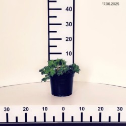 Geranium ROZANNE 'Gerwat'