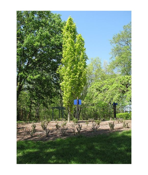 Fagus sylvatica 'Dawyck Gold'