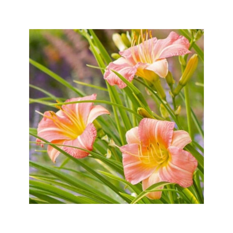 Hemerocallis EVERYDAYLILY PINK CREAM 'VER00323'PBR