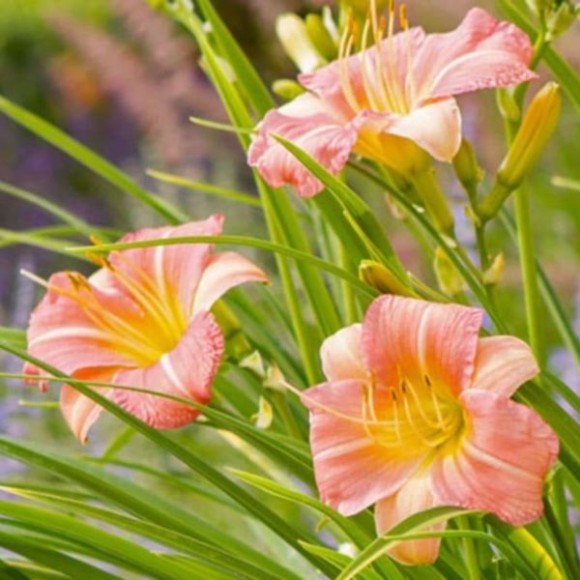 Hemerocallis EVERYDAYLILY PINK CREAM 'VER00323'PBR