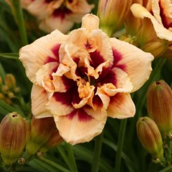 Hemerocallis 'Roswitha'