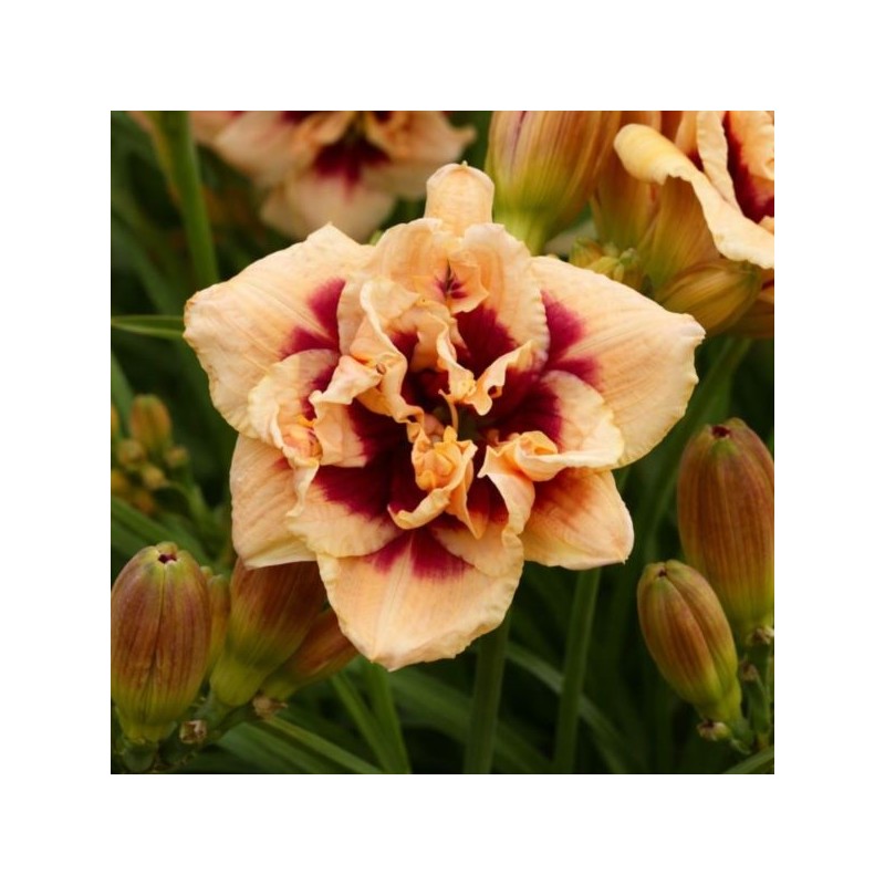 Hemerocallis 'Roswitha'