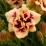 Hemerocallis 'Roswitha'