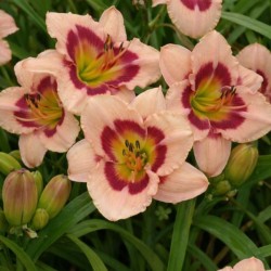 Hemerocallis 'Wineberry Candy'