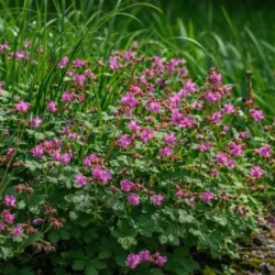 Geranium ×cantabrigiense...