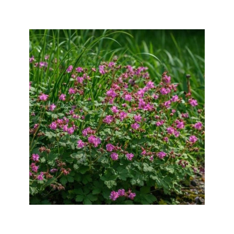 Geranium ×cantabrigiense 'Karmina'