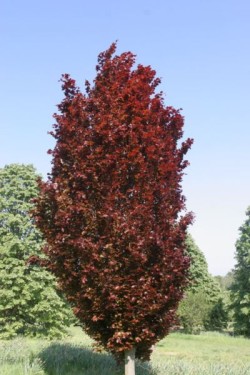 Fagus sylvatica 'Rohan...