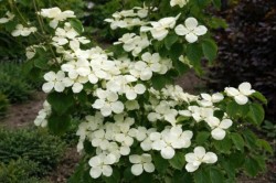 Cornus VENUS 'KN30-8' PBR