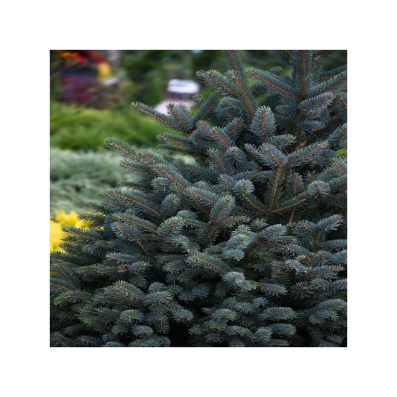 Picea meyeri