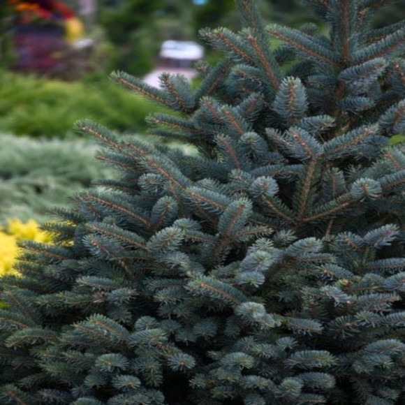 Picea meyeri