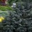 Picea meyeri