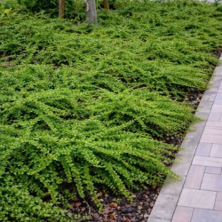 Lonicera pileata